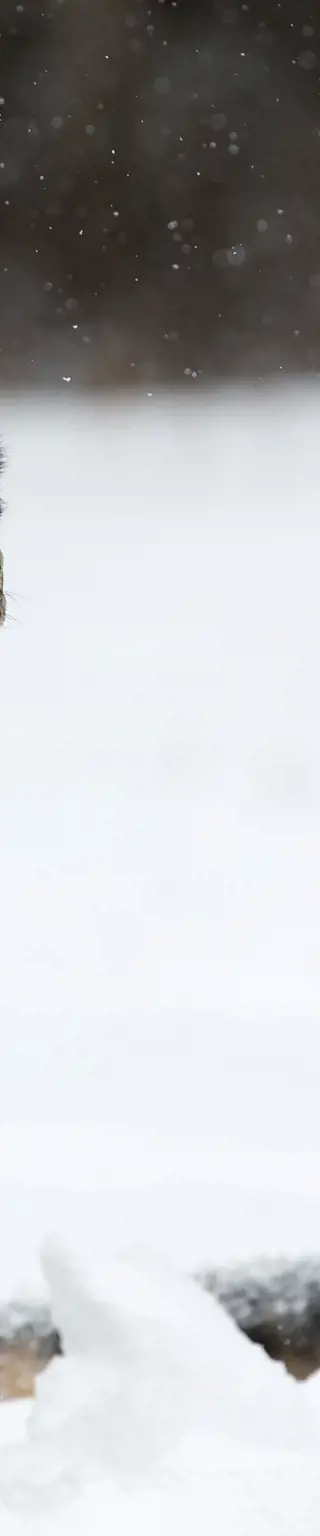Ausflug in die Heimat der Schneeleoparden